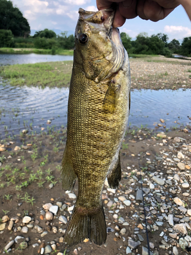 スモールマウスバスの釣果