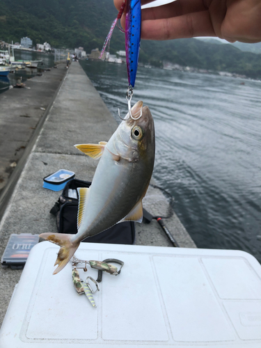 ショゴの釣果