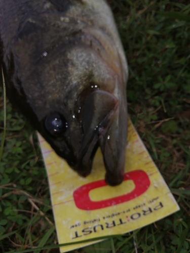 ブラックバスの釣果