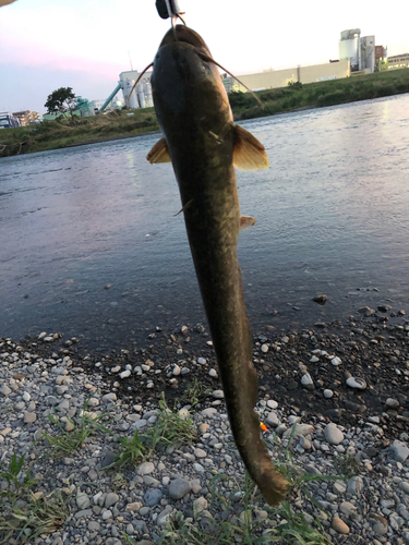 マナマズの釣果