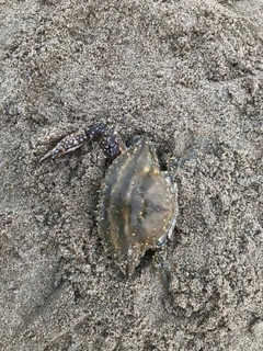 ワタリガニの釣果