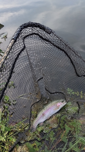 ニジマスの釣果