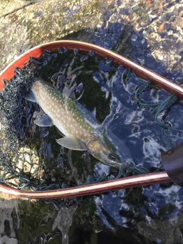 アメマスの釣果