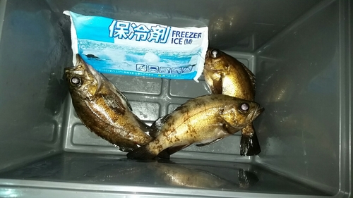 メバルの釣果