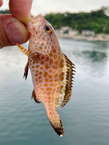 オオモンハタの釣果