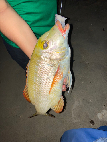 クチナジの釣果