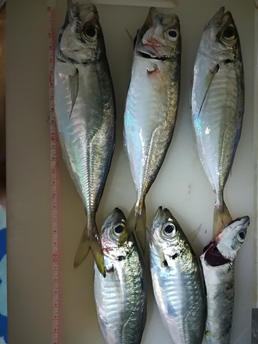 アジの釣果