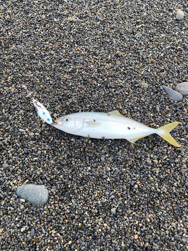 ワカシの釣果