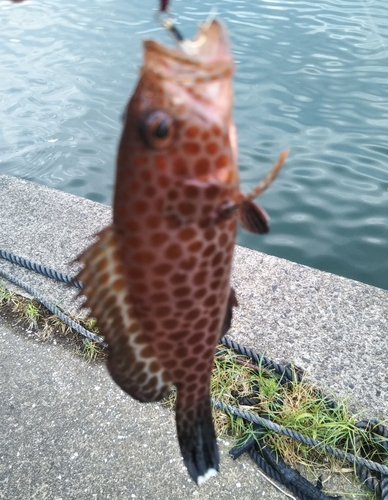 オオモンハタの釣果