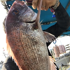 マダイの釣果