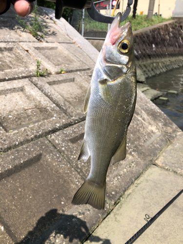 セイゴ（ヒラスズキ）の釣果