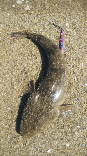 コチの釣果