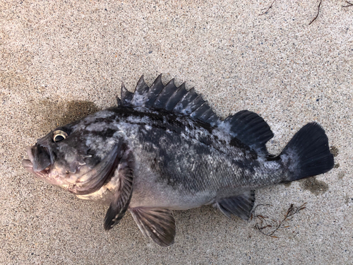 クロソイの釣果