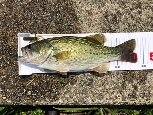 ラージマウスバスの釣果