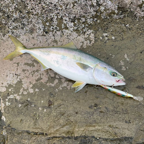 イナダの釣果