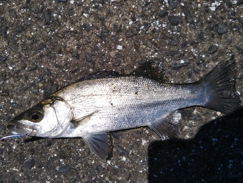 セイゴ（ヒラスズキ）の釣果