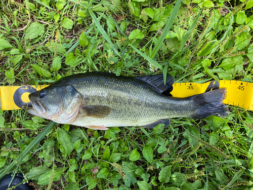 ブラックバスの釣果