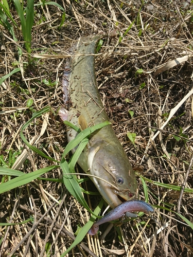 ナマズの釣果