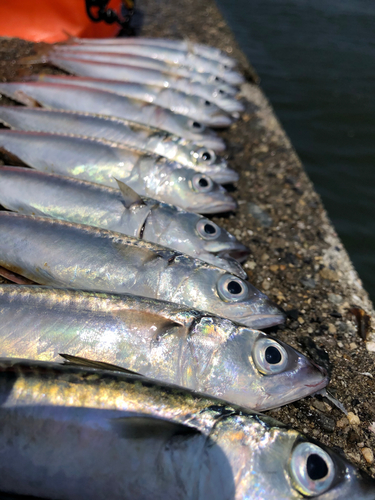 サバの釣果