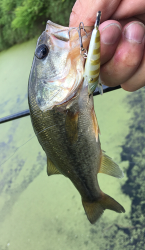 ブラックバスの釣果