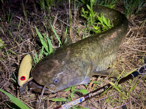 マナマズの釣果