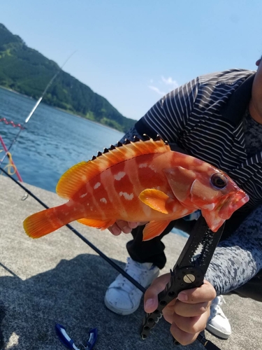 アカハタの釣果