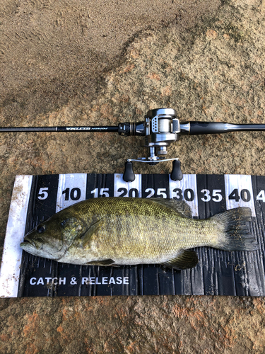 スモールマウスバスの釣果