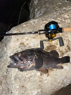 クロソイの釣果