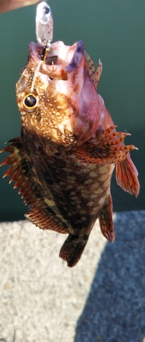 カサゴの釣果