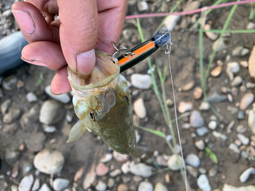 スモールマウスバスの釣果