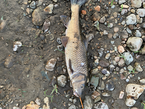 ニゴイの釣果