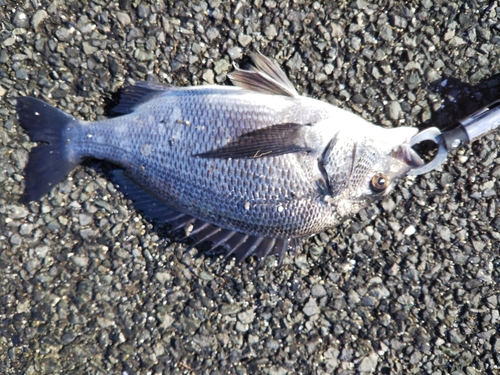 クロダイの釣果