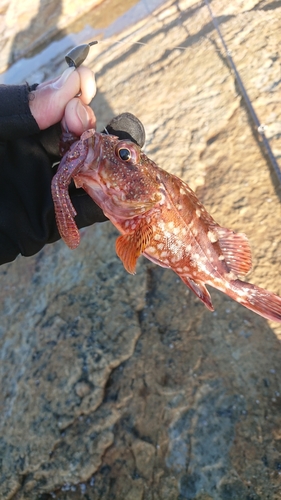 カサゴの釣果