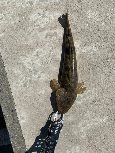 マゴチの釣果