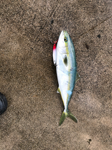 イナダの釣果