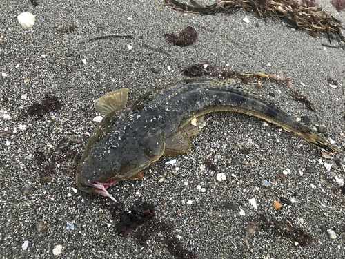 マゴチの釣果