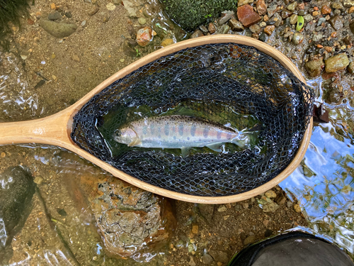 ヤマメの釣果