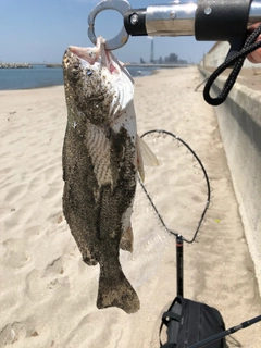 イシモチの釣果