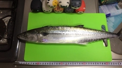 サゴシの釣果