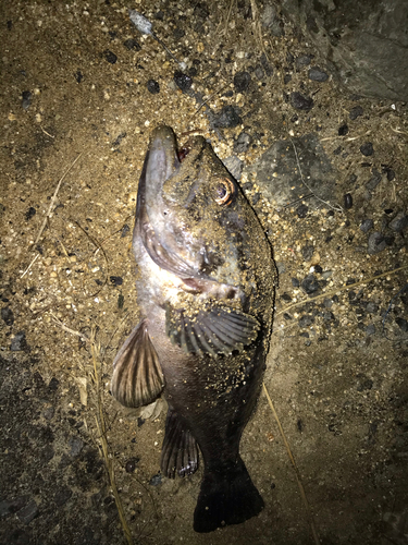 クロソイの釣果