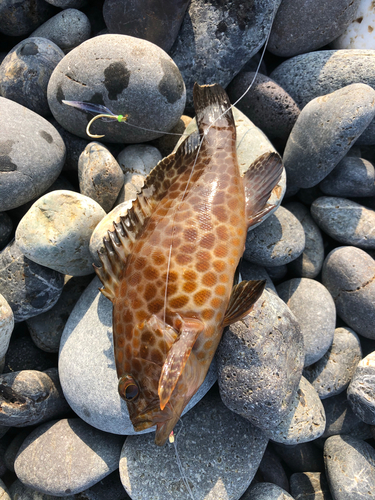 オオモンハタの釣果