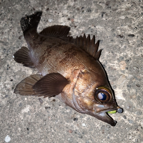 メバルの釣果