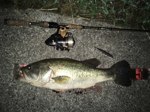 ブラックバスの釣果