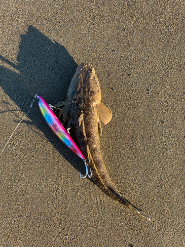 マゴチの釣果