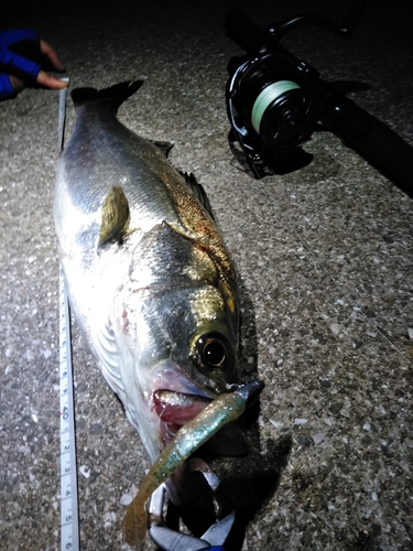 シーバスの釣果