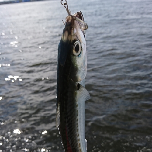 サバの釣果