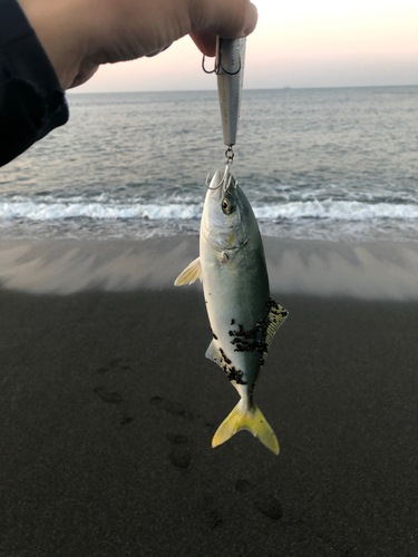 ワカシの釣果