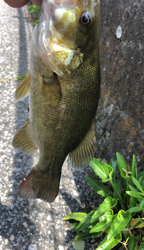 ブラックバスの釣果