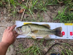 ブラックバスの釣果