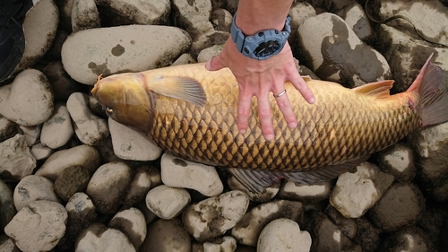 コイの釣果